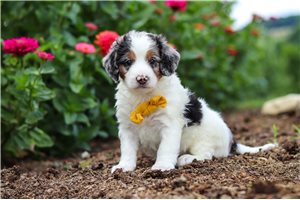 Kennedy - puppy for sale
