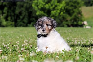 Dumpling - Bernedoodle, Mini for sale