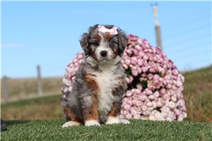 Aurora - Bernedoodle, Mini for sale