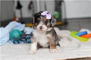 Dazzle - puppy for sale