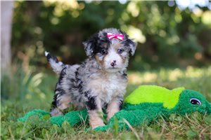 Lola - puppy for sale