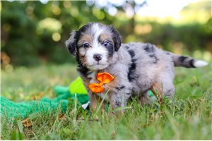 Leon - Bernedoodle, Mini for sale