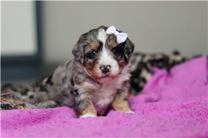 Sienna - Bernedoodle, Mini for sale