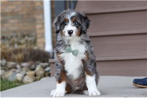 Asher - Bernedoodle, Mini for sale