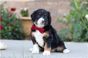 Novo - Mini Bernedoodle for sale