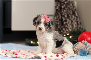 Caris - puppy for sale