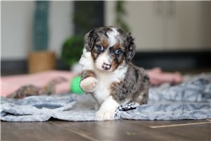 Dune - Bernedoodle, Mini for sale