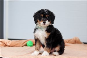 Cyrus - Bernedoodle, Mini for sale
