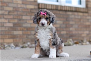 Francesca - Bernedoodle, Mini for sale