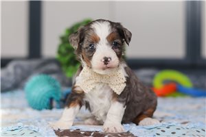 Gabriel - puppy for sale