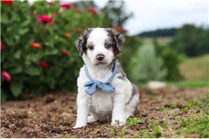 Kian - puppy for sale