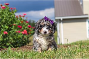 Stacy - Bernedoodle, Mini for sale