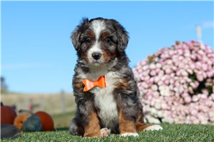 Aiden - Bernedoodle, Mini for sale