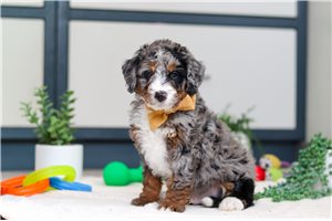 Stetson - Bernedoodle, Mini for sale