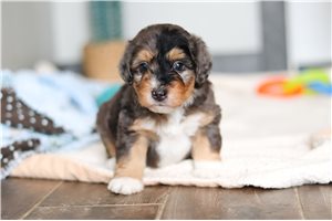 Dusty - Bernedoodle, Mini for sale