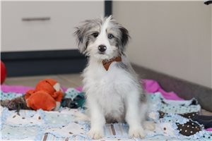 Gyro - Bernedoodle, Mini for sale