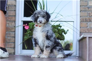 Elmer - Bernedoodle, Mini for sale