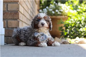 Elliott - Bernedoodle, Mini for sale
