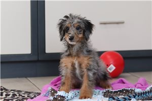 Ginny - Bernedoodle, Mini for sale