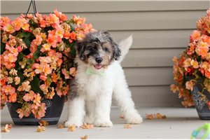 Dumpling - Bernedoodle, Mini for sale