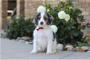 Kennedy - Mini Bernedoodle for sale