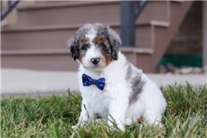 Fernando - Bernedoodle, Mini for sale