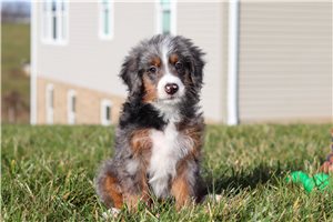 Andrew - Bernedoodle, Mini for sale