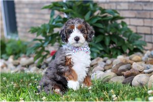 Dream - Bernedoodle, Mini for sale