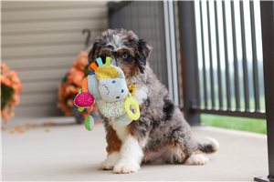 Dune - Bernedoodle, Mini for sale