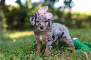 Laura - puppy for sale