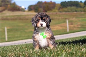 Lemming - puppy for sale