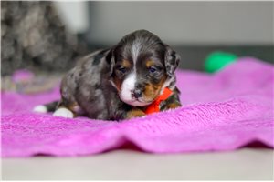 Carolina - puppy for sale