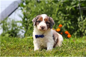 Elway - puppy for sale