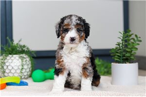 Sutton - Bernedoodle, Mini for sale