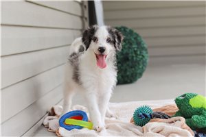Kian - Bernedoodle, Mini for sale