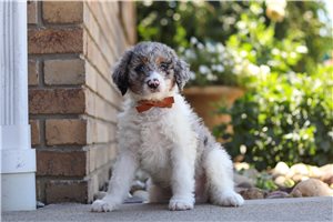 Elon - Bernedoodle, Mini for sale