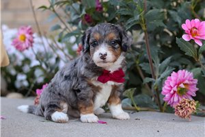 Leon - puppy for sale