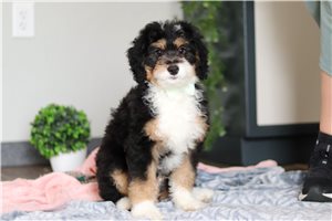 Cyrus - Mini Bernedoodle for sale
