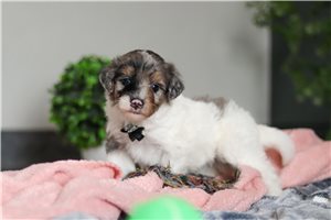 Dumpling - Bernedoodle, Mini for sale