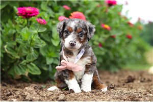 Karita - puppy for sale