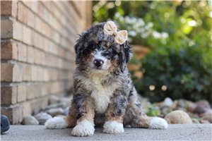 Stacy - Bernedoodle, Mini for sale