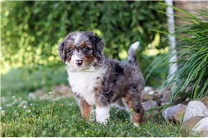 Dune - Bernedoodle, Mini for sale