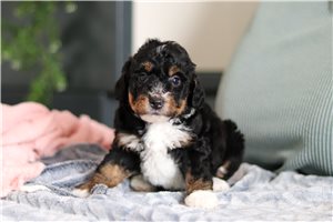 Dandy - Bernedoodle, Mini for sale