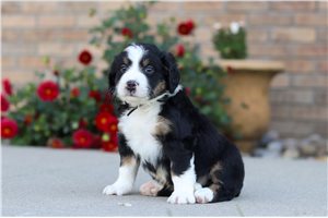 Norton - Mini Bernedoodle for sale
