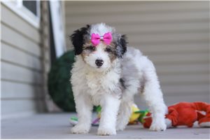 Lizette - Bernedoodle, Mini for sale