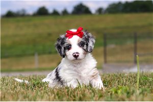 Karina - puppy for sale