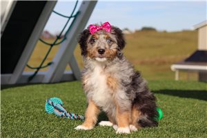Adeline - Bernedoodle, Mini for sale