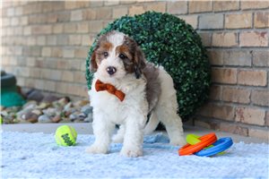 Elway - Bernedoodle, Mini for sale