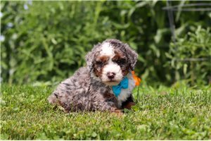 Elliott - puppy for sale