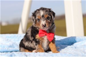 Garth - Bernedoodle, Mini for sale